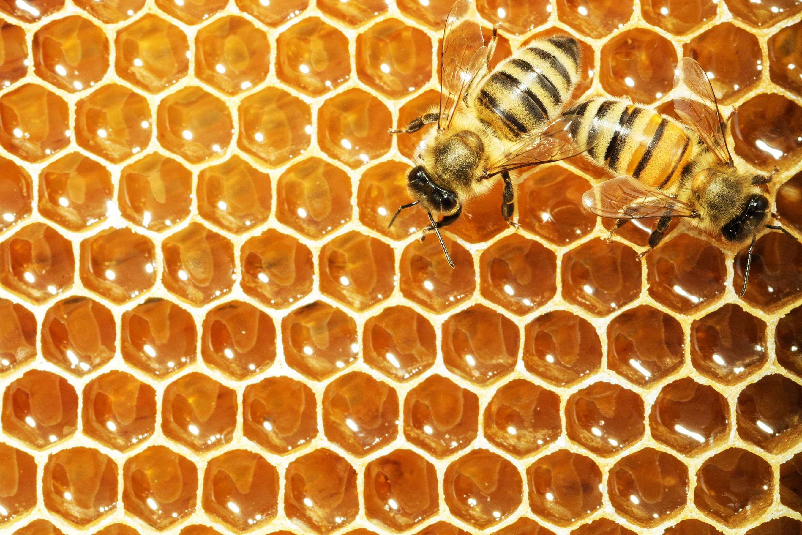 Honey Bee Colony Collapse – Quiet Kinetic
