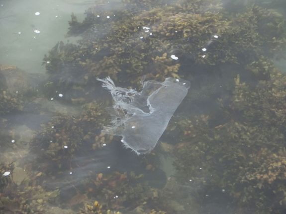 Sea turtles are threatened when they ingest plastic trash found in the ocean. This decaying plastic bag looks like a jellyfish and a seat turtle would consider it food. 